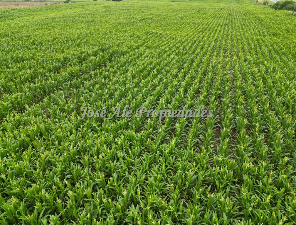 Imagen 2 de Campo de 9 HA ubicado en la ciudad de Tarariras