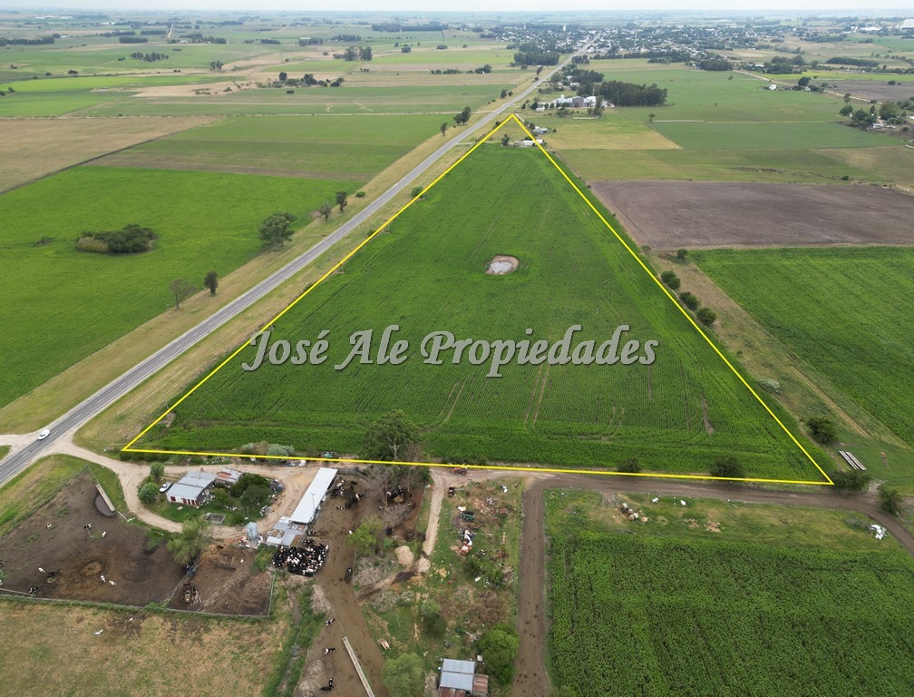 Imagen 4 de Campo de 9 HA ubicado en la ciudad de Tarariras