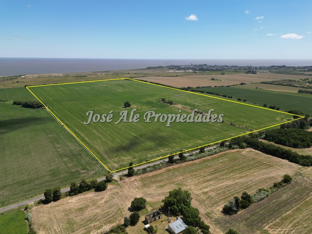 Imagen 1 de Campo de 52 HA super productivo ubicado en Cosmopolita, cerca de Juan Lacaze y a 30 min de Colonia.