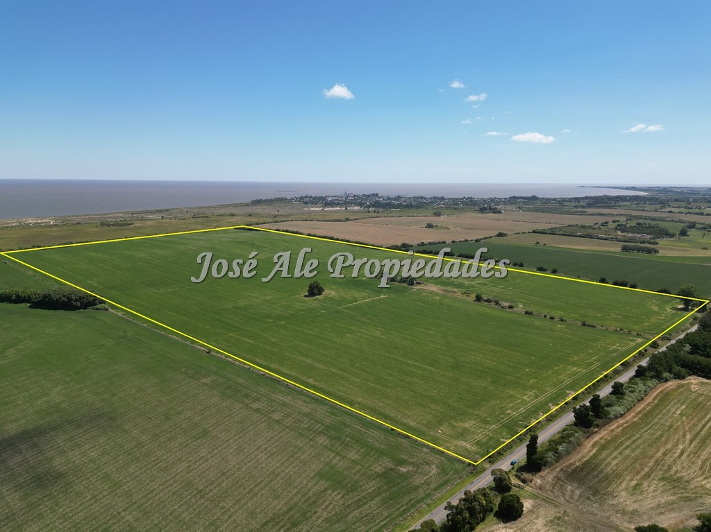 Imagen 2 de Campo de 52 HA super productivo ubicado en Cosmopolita, cerca de Juan Lacaze y a 30 min de Colonia.