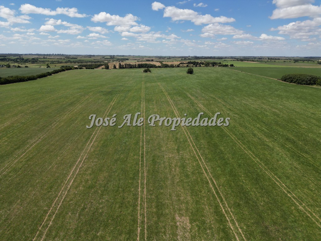 Imagen 4 de Campo de 52 HA super productivo ubicado en Cosmopolita, cerca de Juan Lacaze y a 30 min de Colonia.