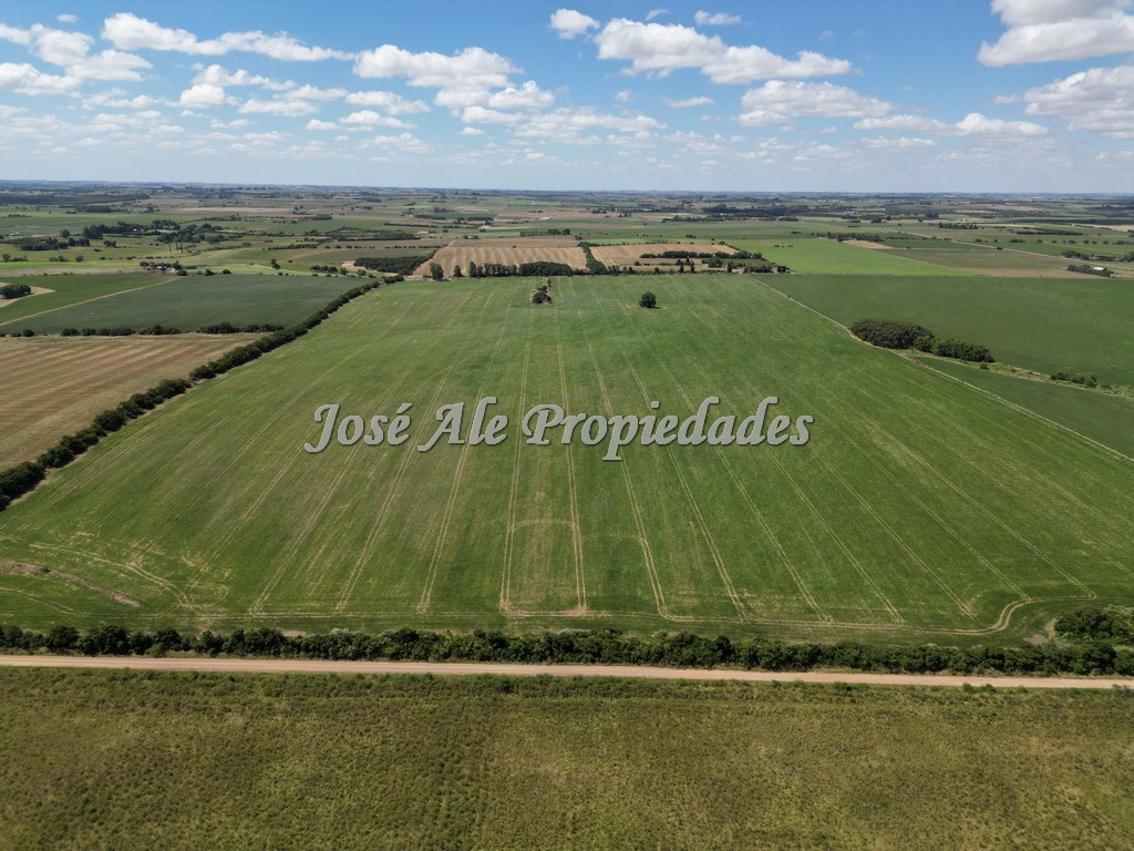 Imagen 8 de Campo de 52 HA super productivo ubicado en Cosmopolita, cerca de Juan Lacaze y a 30 min de Colonia.