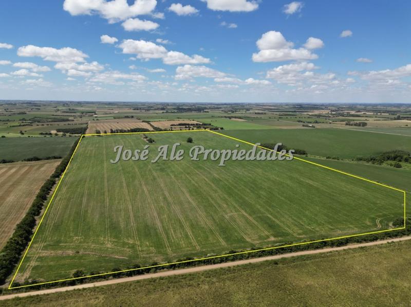 Campo de 52 HA super productivo ubicado en Cosmopolita, cerca de Juan Lacaze y a 30 min de Colonia.
