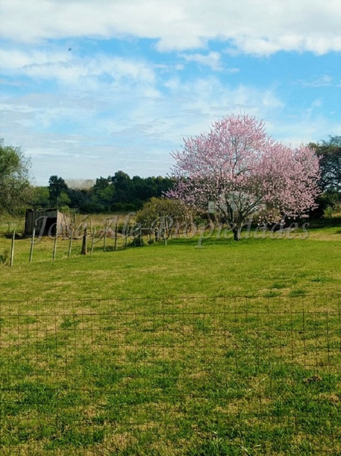 Imagen 7 de Chacra sobre ruta 21 a pocos minutos de la ciudad de colonia y a solo 4 km del nuevo supermercado El Dorado.