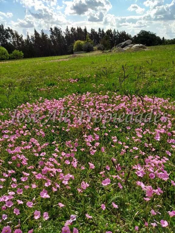 Imagen 5 de Bonita chacra de 9 HA ubicada en Paso Antolín, en inmejorable estado. A tan solo 30 min del centro de la ciudad de Colonia.