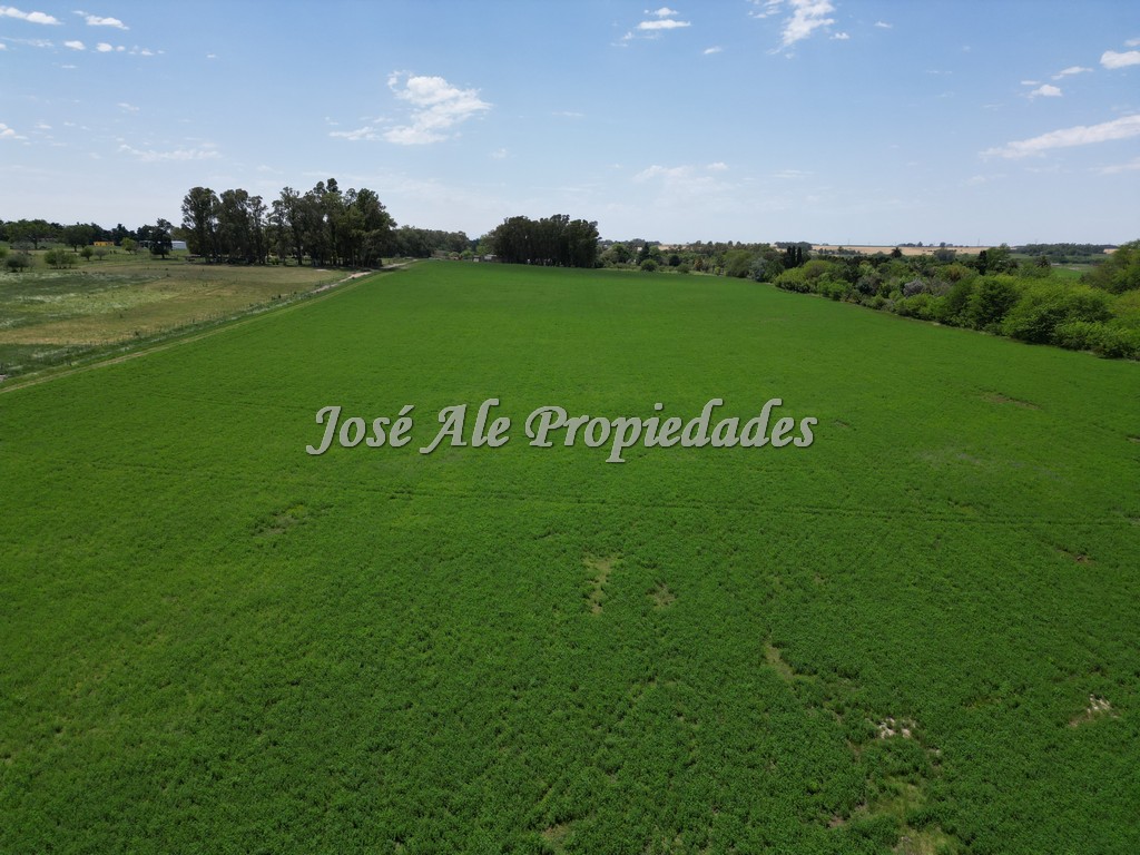 Imagen 8 de Campo Agrícola de 13 Has ubicado sobre Ruta 21 a pocos km del supermercado El Dorado y de Colonia del Sacramento.