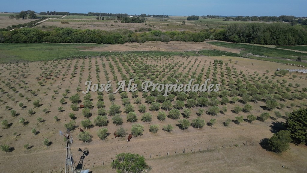 Imagen 3 de Chacra - Campo agrícola en venta de 10 HA de fácil acceso buen camino, a 1,5 km de ruta 50 asfaltada.
