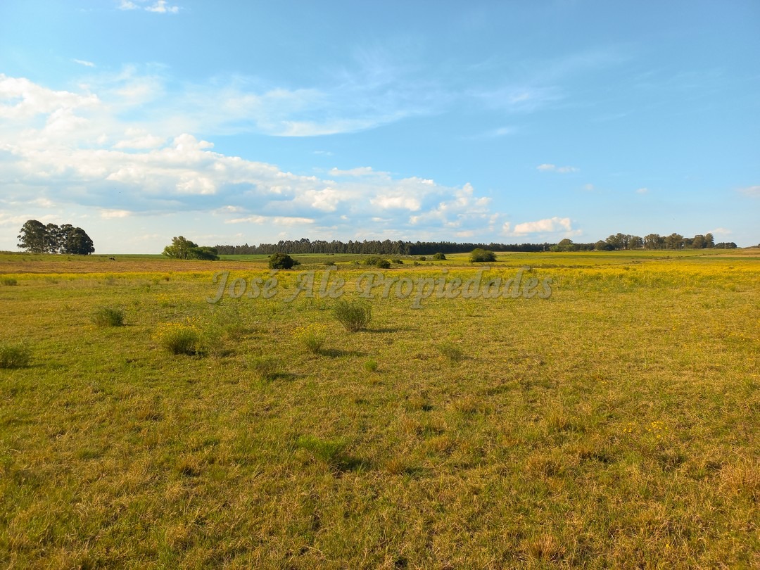 Imagen 3 de Hermosa chacra de 5 hectáreas en la mejor zona Matamora, se encuentra cercano a la playa, con vista al rio desde todo el predio.