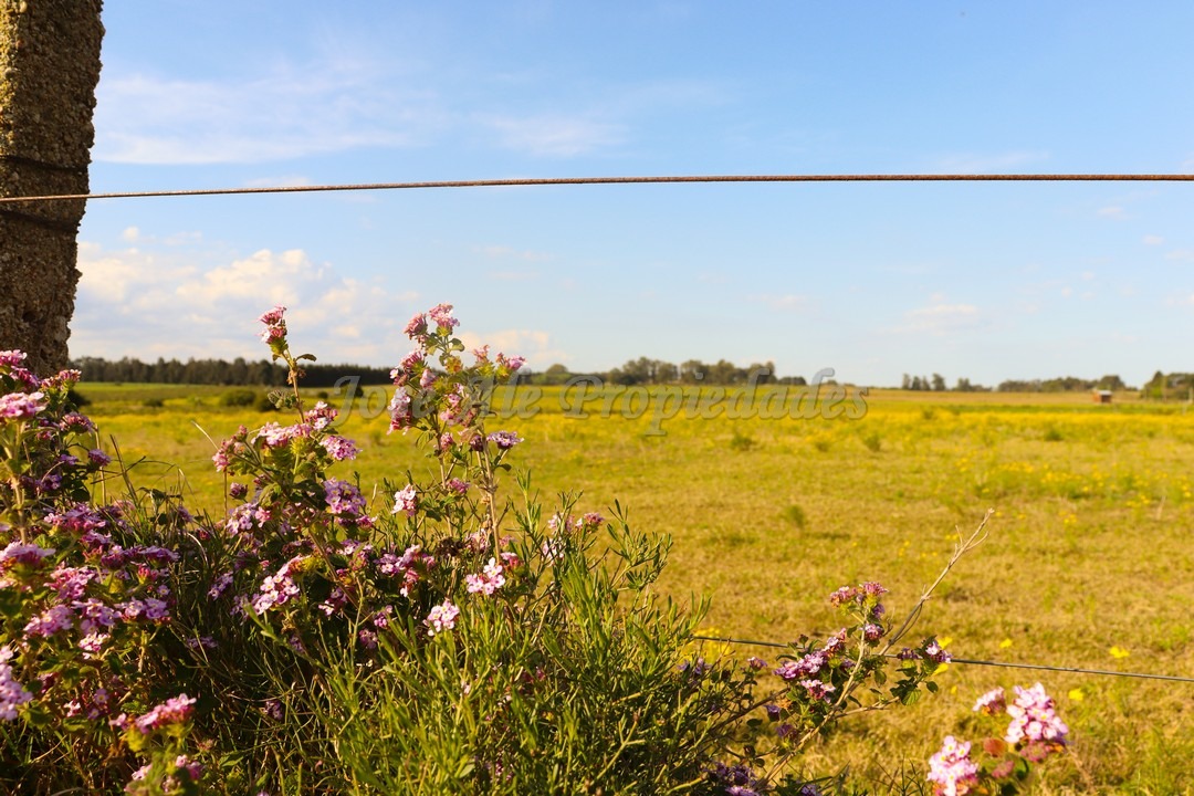 Imagen 7 de Hermosa chacra de 5 hectáreas en la mejor zona Matamora, se encuentra cercano a la playa, con vista al rio desde todo el predio.