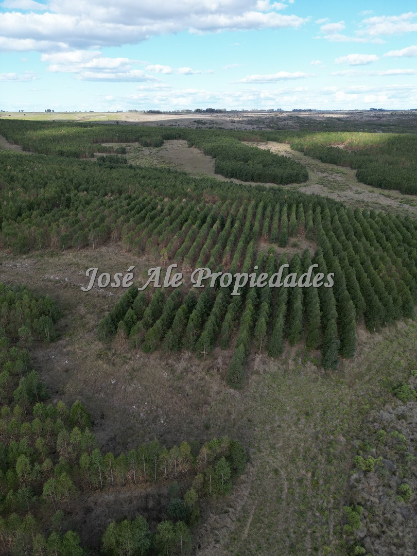 Imagen 6 de Campo en venta 663 HA en 2 padrones.