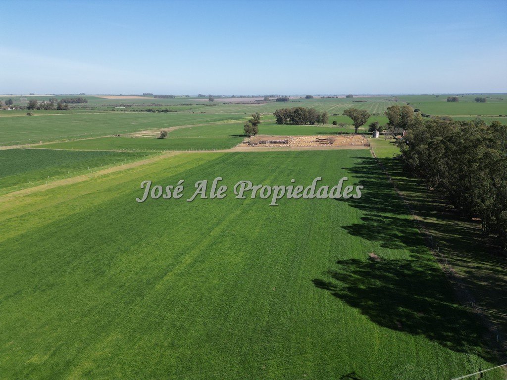 Imagen 3 de Excelente campo Agrícola.