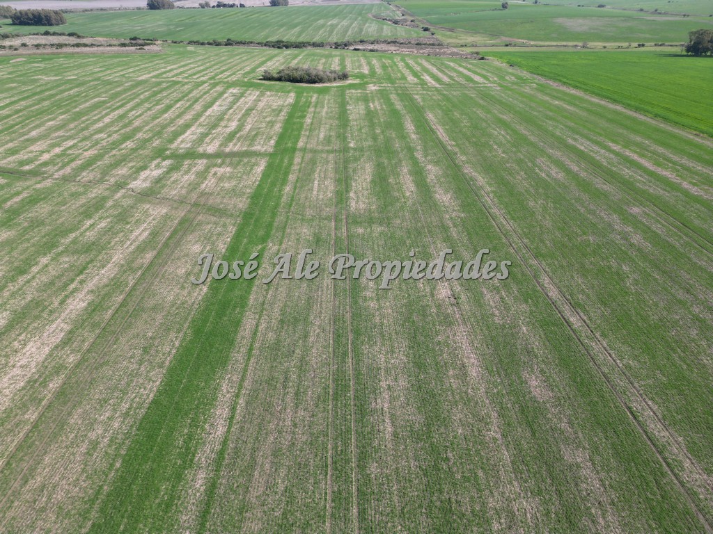 Imagen 6 de Excelente campo Agrícola.