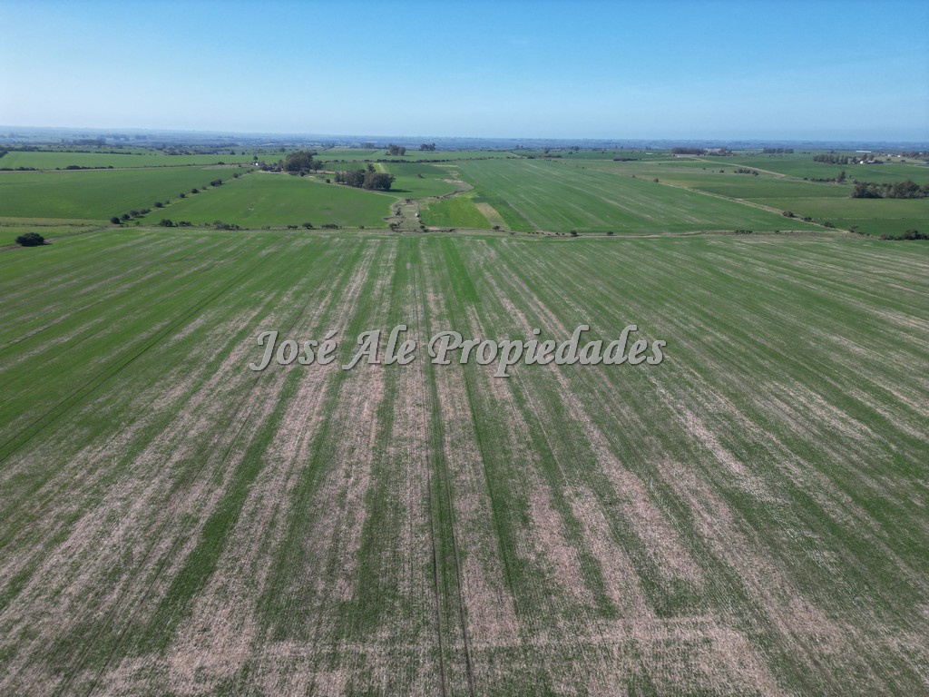 Imagen 7 de Excelente campo Agrícola.
