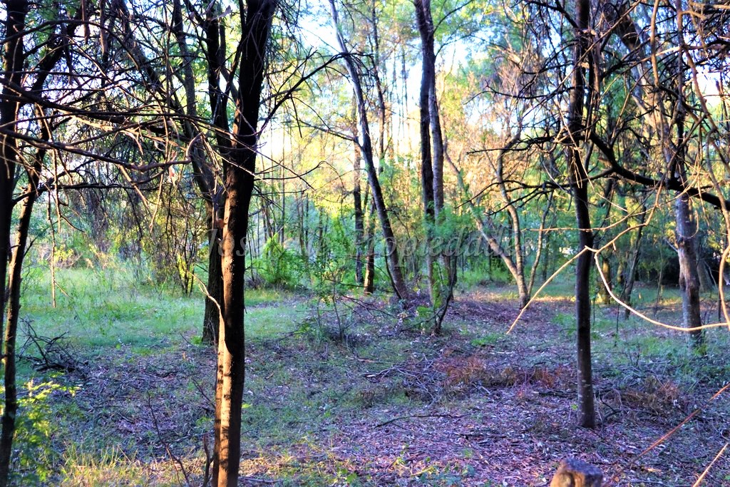Imagen 2 de Hermosa fracción de 2 hectáreas en balneario El Ensueño, a solo 500 metros de la playa.