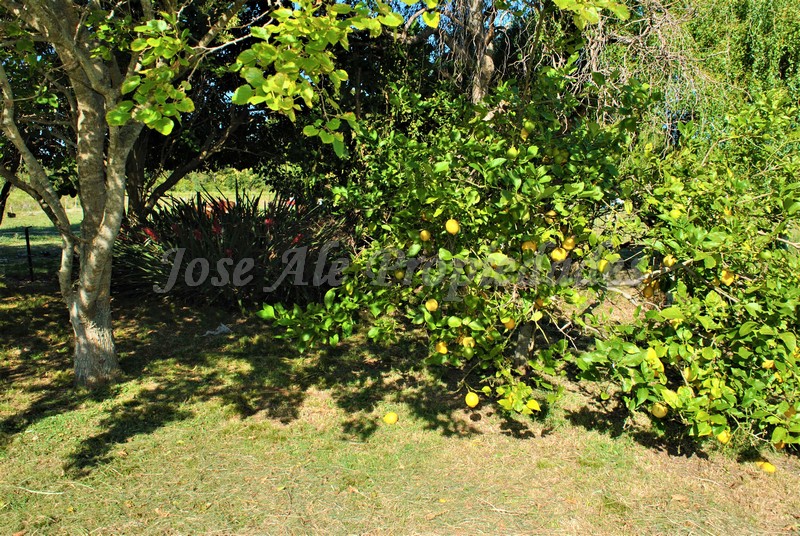 Imagen 10 de Hermoso terreno de fácil acceso a 100m de ruta 1 y a 10 minutos del centro de la ciudad de Colonia.