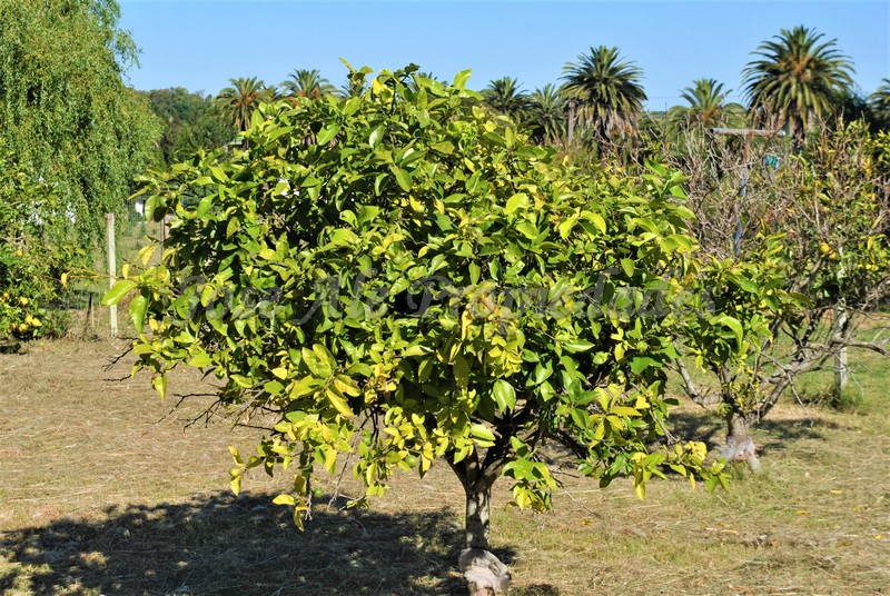 Imagen 3 de Hermoso terreno de fácil acceso a 100m de ruta 1 y a 10 minutos del centro de la ciudad de Colonia.